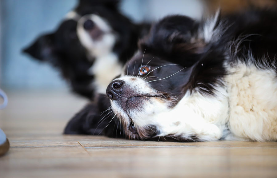 Coaching mit Hund: Tefe