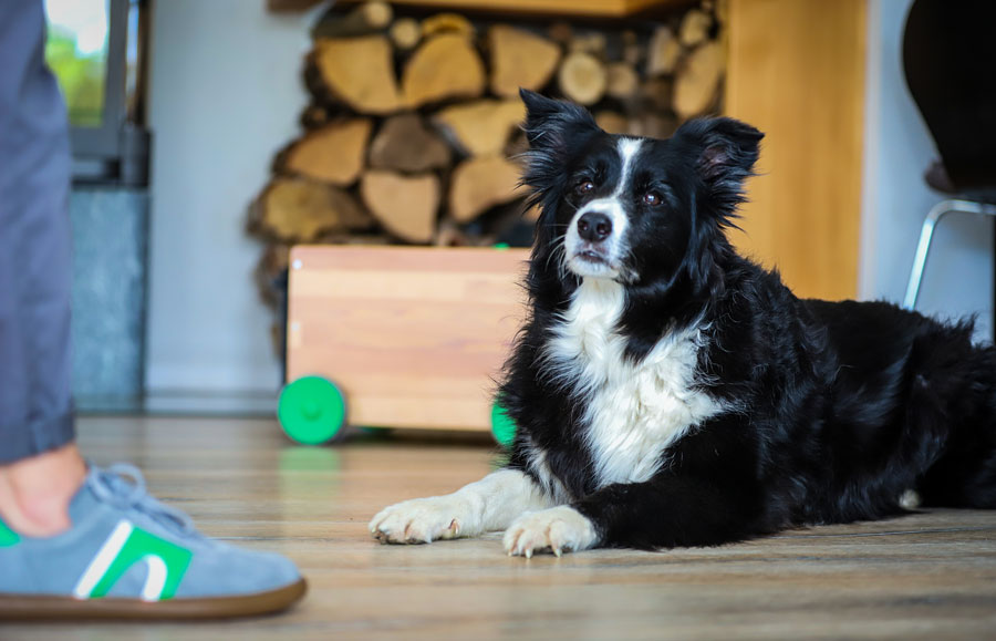 Coaching mit Hund: Border Collie Hündin Wallis