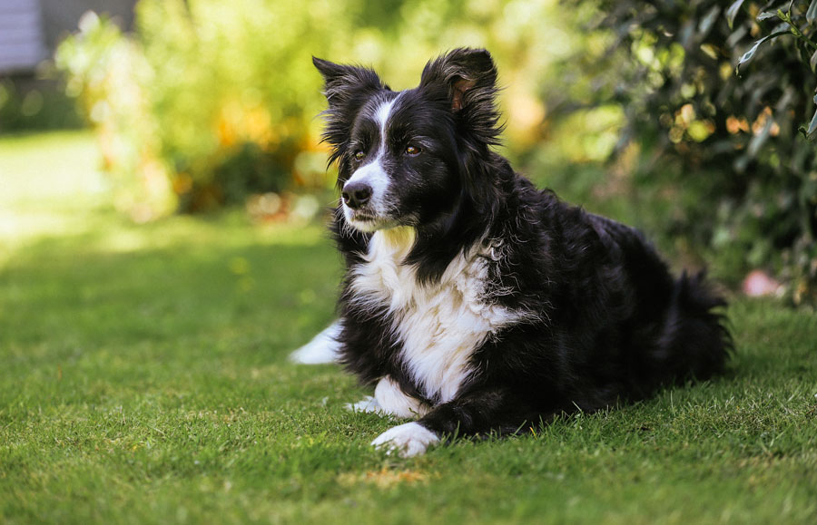Coaching mit Hund: Border Collie Hündin Wallis